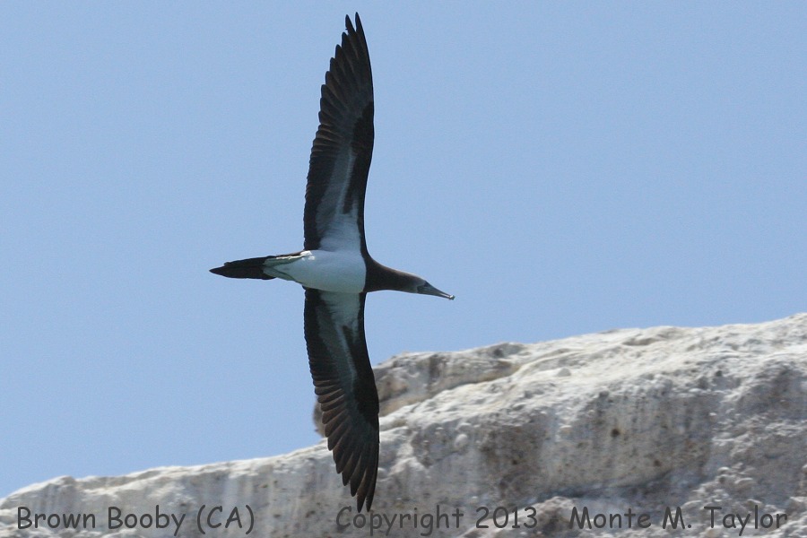 Coco's Booby -summer adult- (Coronado Islands, Baja California)