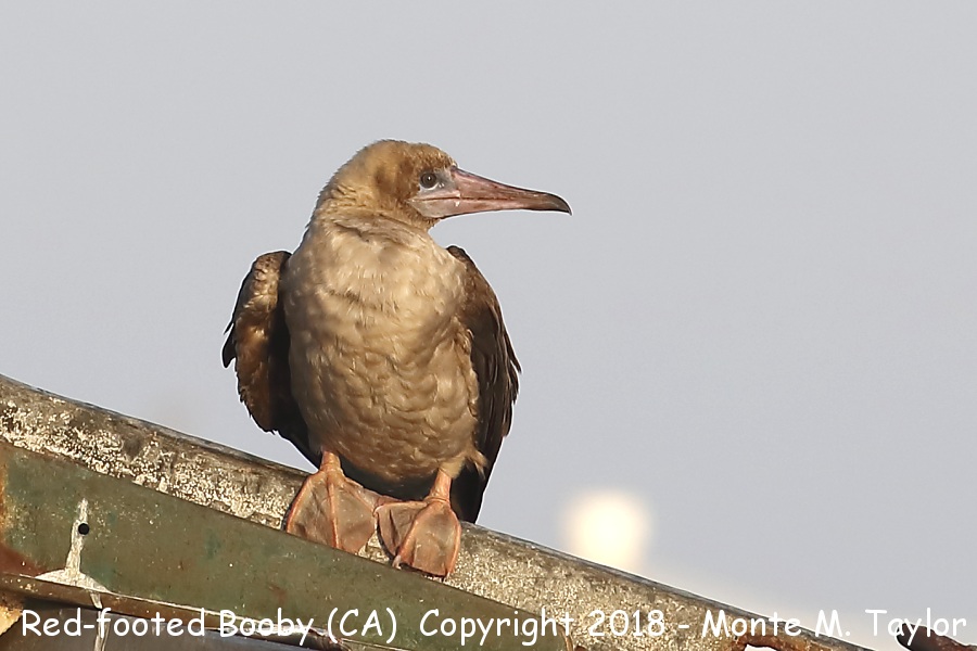 Red-footed Booby -summer juvenal- (California)