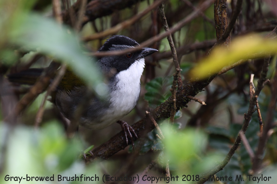 Gray-browed Brushfinch -November- (Yanacocha, Ecuador)