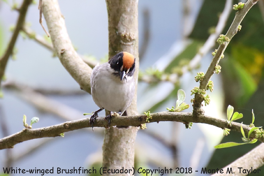 White-winged Brushfinch -November- (San Jorge Tandayapa Eco Lodge, Ecuador)