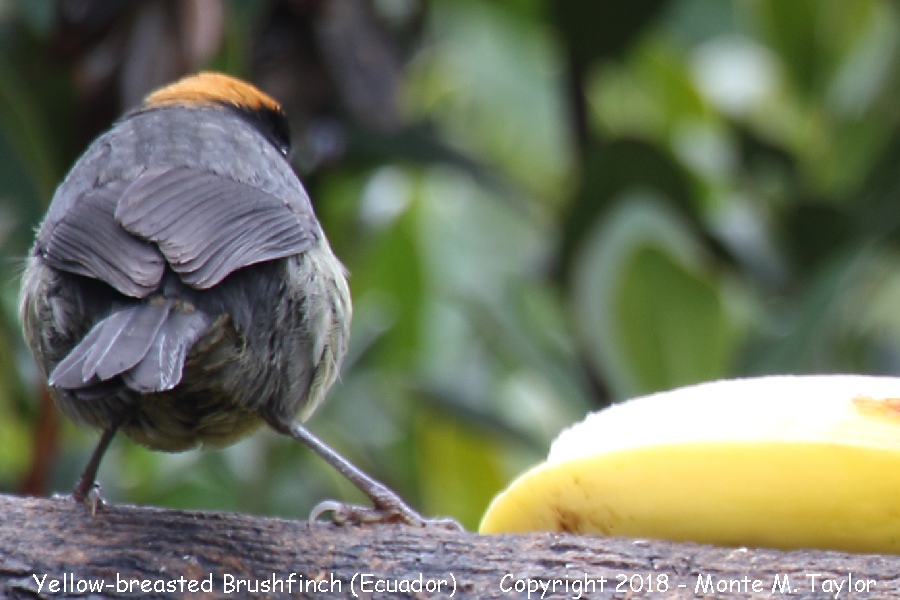 Yellow-breasted Brushfinch -November- (Yanacocha Reserve, Ecuador)