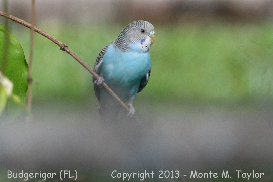 Budgerigar -spring escaped cage bird- (Florida)