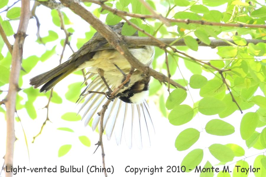 Light-vented Bulbul -spring sinensis- (Tianjin, China)