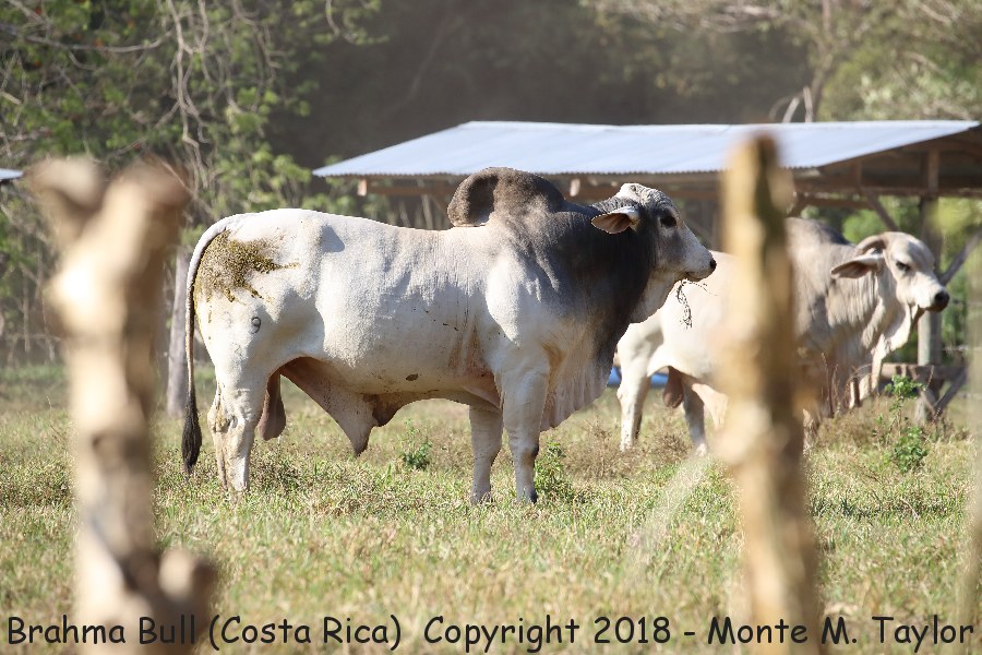 Brahma Bull -winter- (Costa Rica)