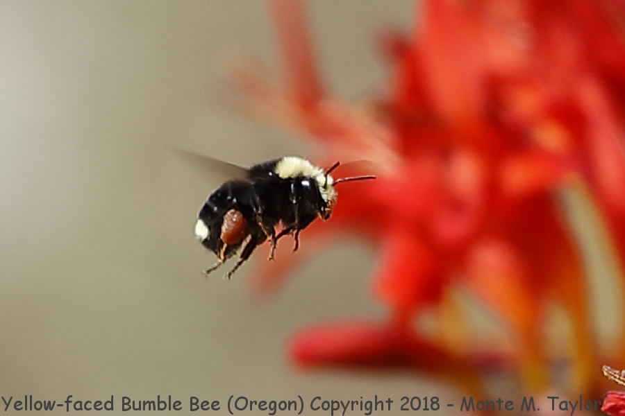 Yellow-faced Bumble Bee -summer- (Oregon coast)