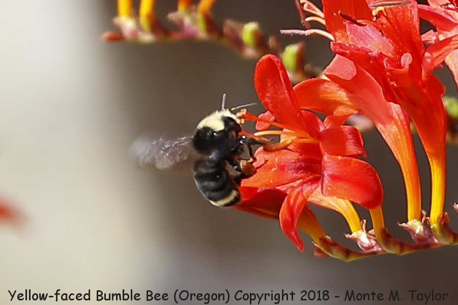 Yellow-faced Bumble Bee -summer- (Oregon coast)