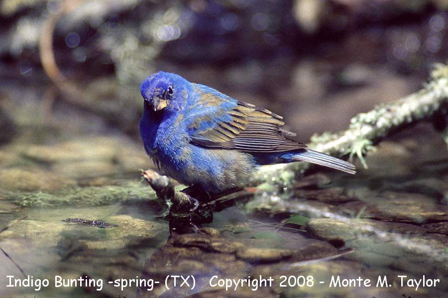 Indigo Bunting -spring male- (Texas)