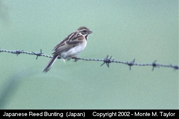 Japanese Reed Bunting -summer female- (Hokkaido, Japan)