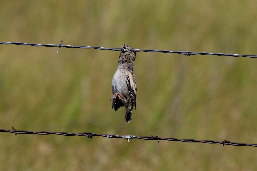 Lark Bunting -spring male- (where's that Loggerhead Shrike hiding now after annihilating me?!!)