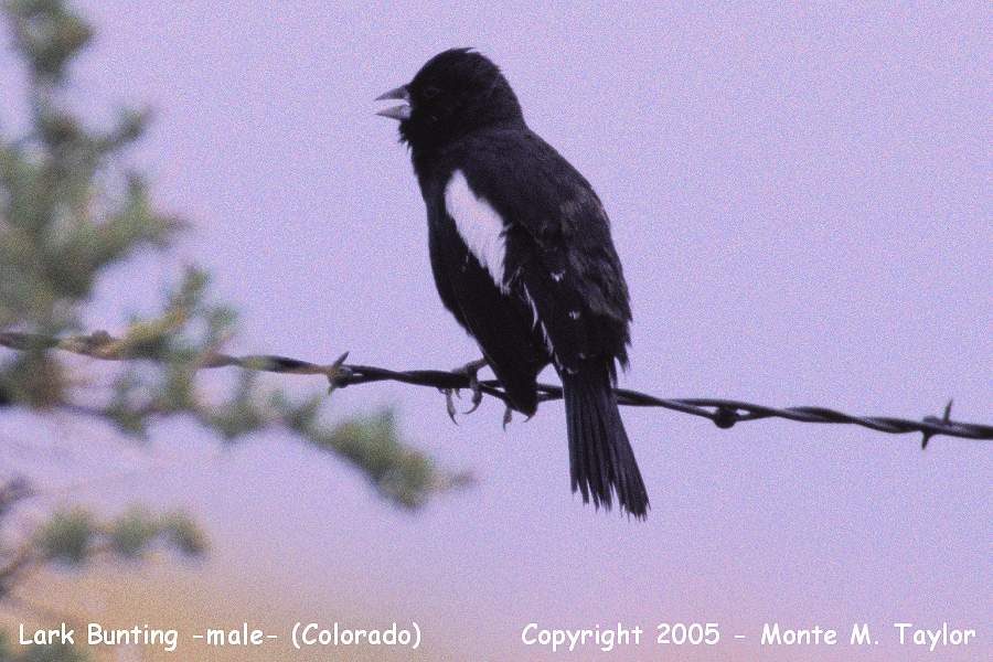 Lark Bunting -summer male- (Colorado)