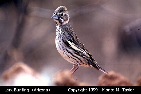 Lark Bunting -winter- (Arizona)