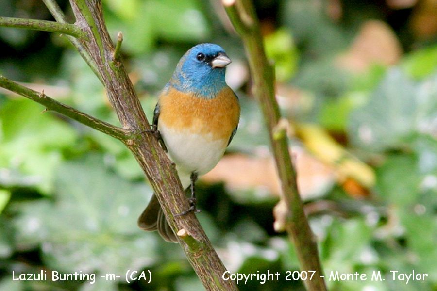 Lazuli Bunting -spring male- (California)
