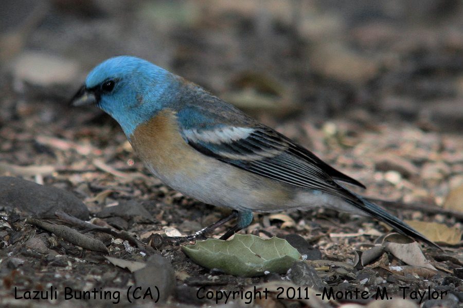 Lazuli Bunting -spring male- (California)
