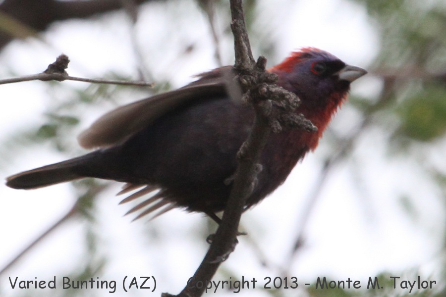 Varied Bunting -summer male- (Arizona)