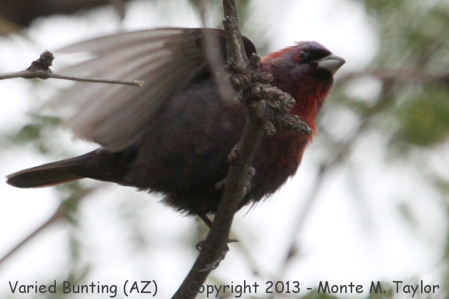 Varied Bunting -summer male- (Arizona)