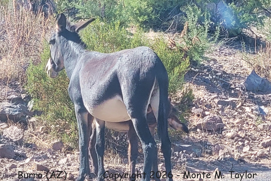 Burro -fall- (Arizona)