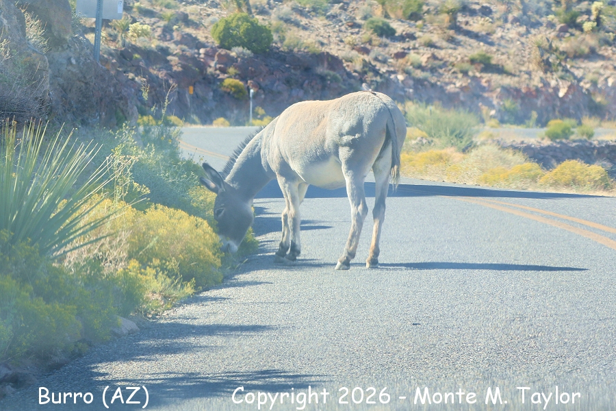 Burro -fall- (Arizona)