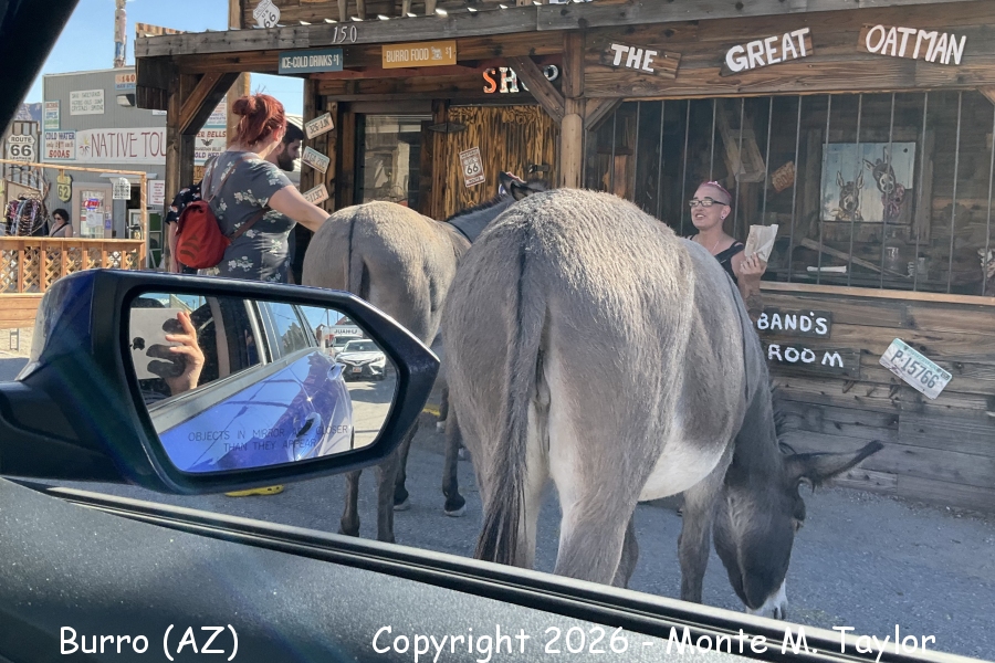 Burro -fall- (Arizona)