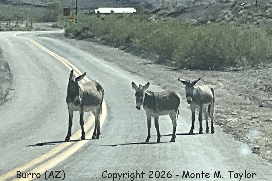 Burro -fall- (Arizona)