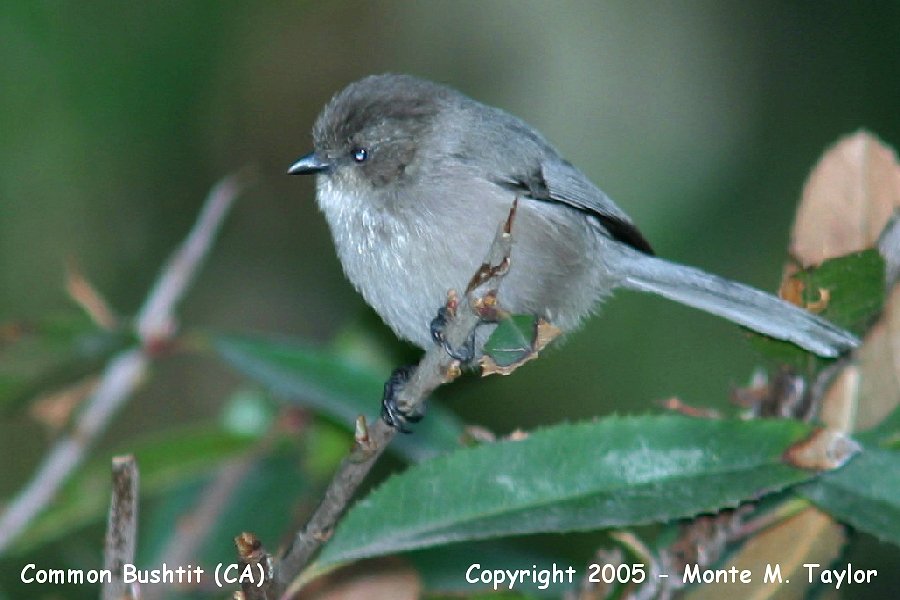 Common Bushtit -spring male- (California)