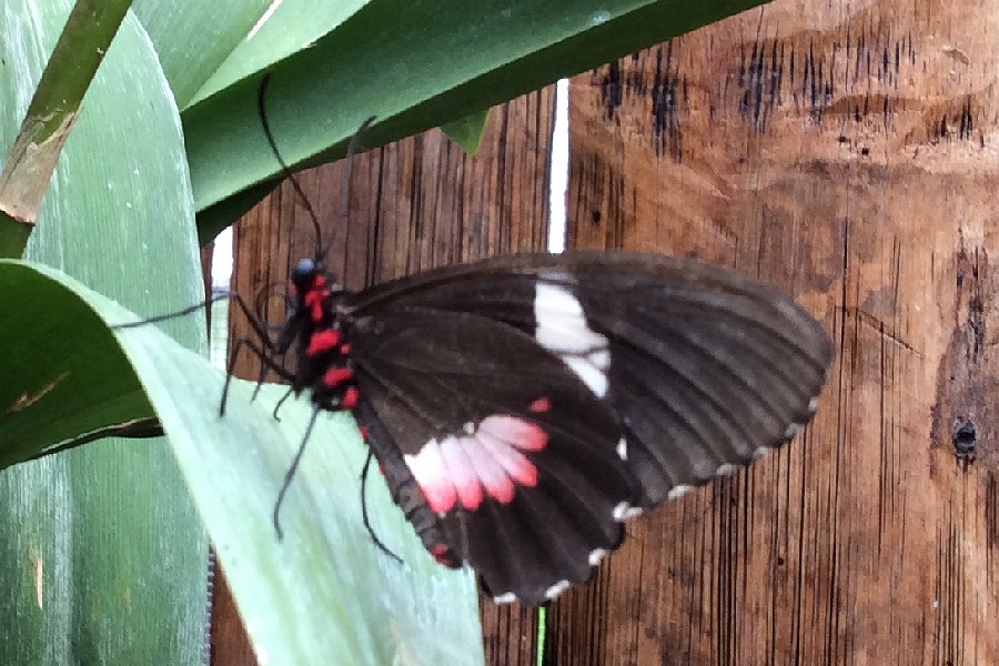 Unknown Butterfly Needs ID? Quito, Ecuador - December