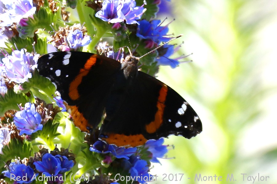Red Admiral -spring- (California)