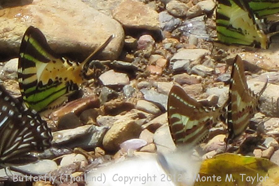 Parantacopsis sp. / Above that is Five-bar Swordtail (Pathysa antiphates) / Bottom Right two: Chain Swordtails (Pathysa aristeus hermocrates) -winter- (Thailand)
