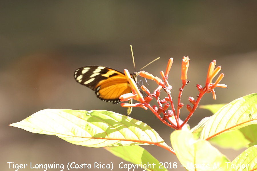 Tiger Longwing -February- (Costa Rica)