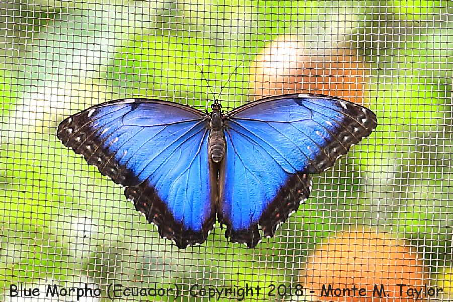 Blue Menelaus Morpho -November- (Ecuador)