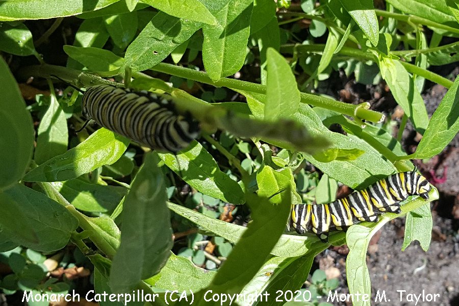 Monarch Butterfly Caterpillar -summer- (California)