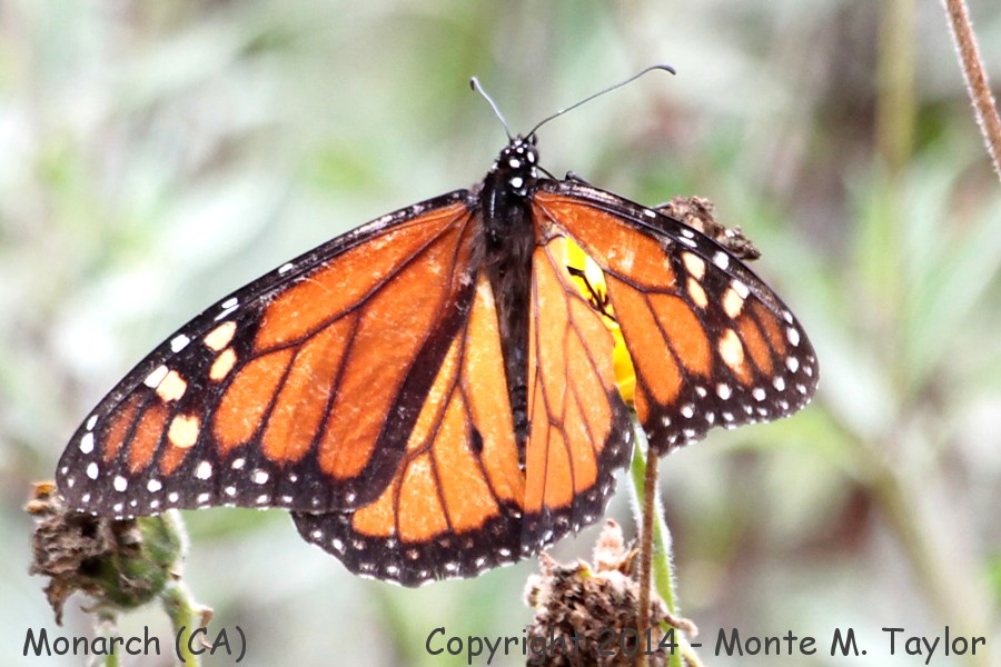 Monarch -fall- (California)