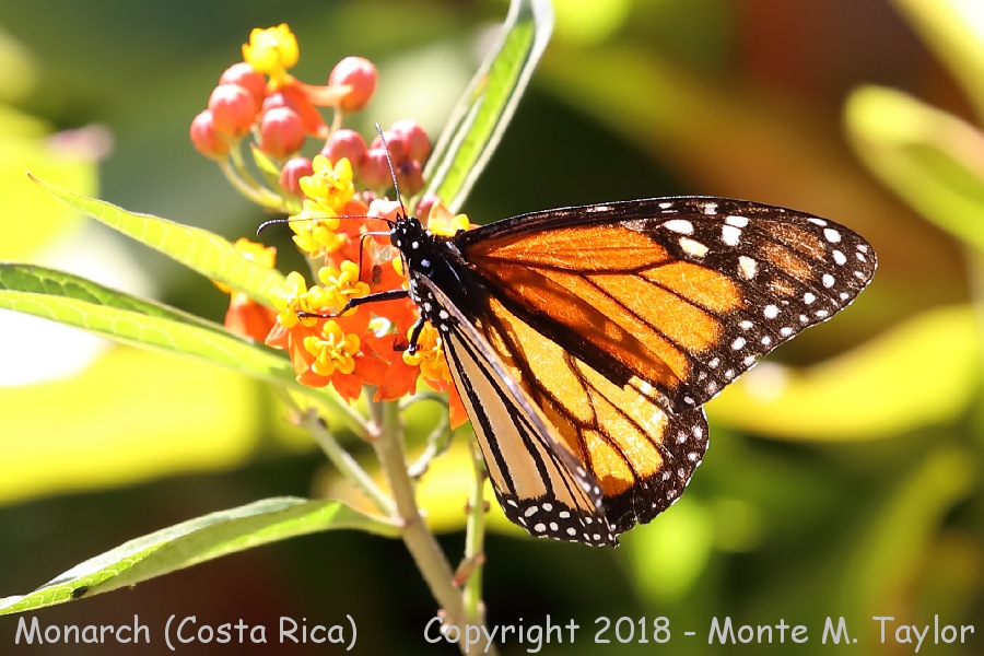 Monarch -winter- (Costa Rica)