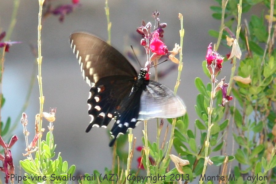 Pipe-vine Swallowtail -spring- (Arizona)