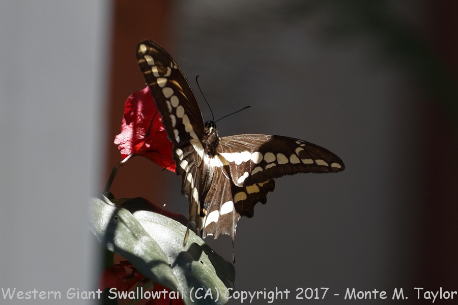 Giant Western Swallowtail -summer- (Our yard, California)