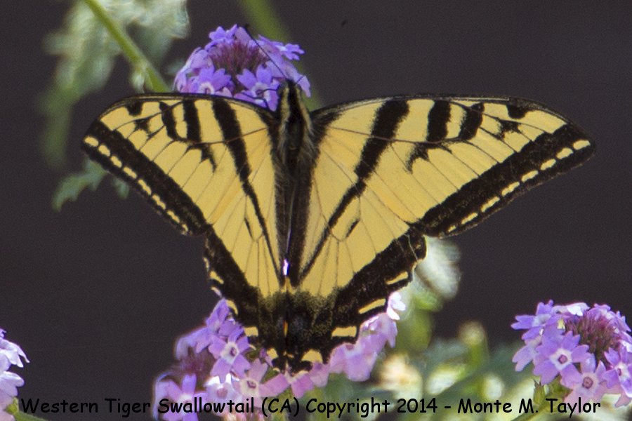 Western Tiger Swallowtail -spring- (California)