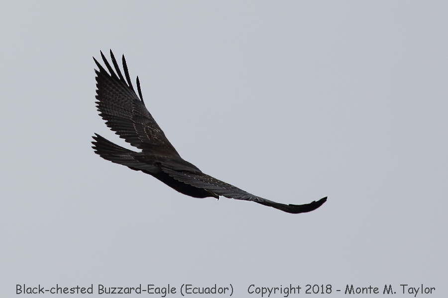 Black-chested Buzzard-Eagle -November- (Alambi, Ecuador)