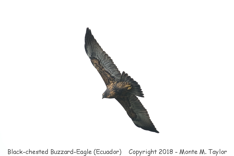 Black-chested Buzzard-Eagle -November- (Yanacocha Reserve, Ecuador)
