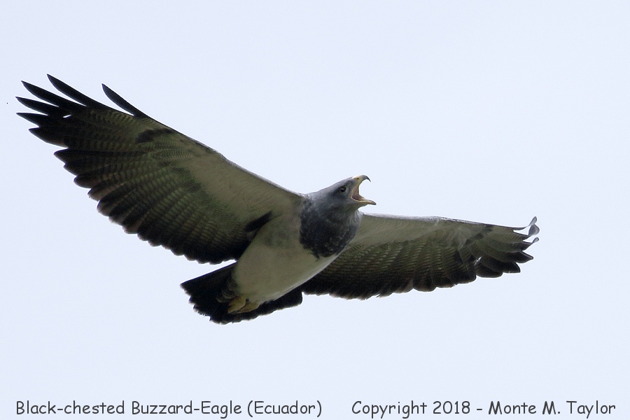 Black-chested Buzzard-Eagle -Nov, 2019- (Tambo Condor Lodge, Antisana Reserve, Ecuador)