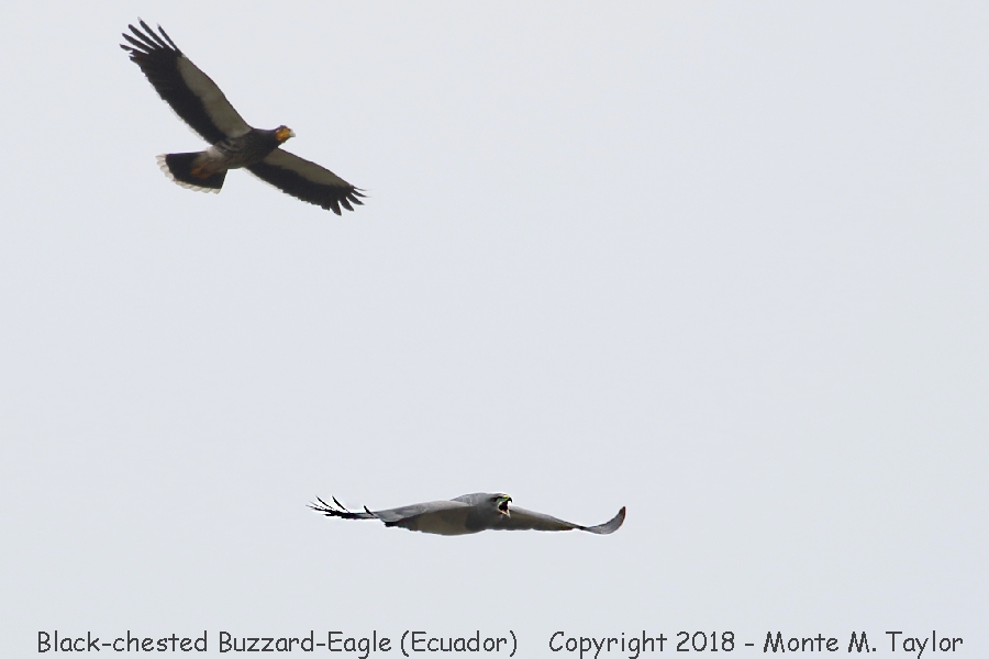 Black-chested Buzzard-Eagle -November- (Tambo Condor Lodge, Antisana Reserve, Ecuador)