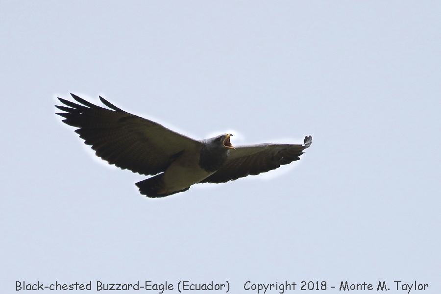 Black-chested Buzzard-Eagle -November- (Tambo Condor Lodge, Antisana Reserve, Ecuador