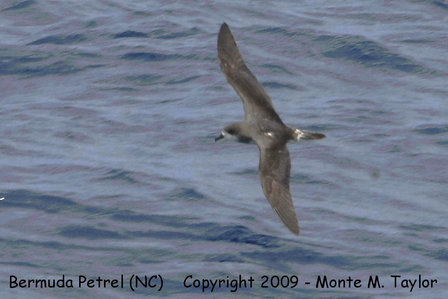 Bermuda Petrel (Cahow) -spring- (Hatteras Pelagic, North Carolina)