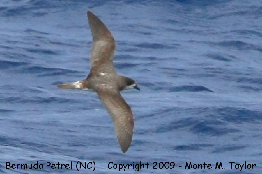 Bermuda Petrel (Cahow) -spring- (Hatteras Pelagic, North Carolina)