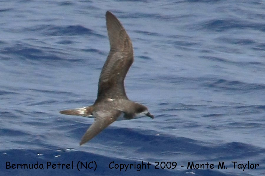 Bermuda Petrel (Cahow) -spring- (Hatteras Pelagic, North Carolina)