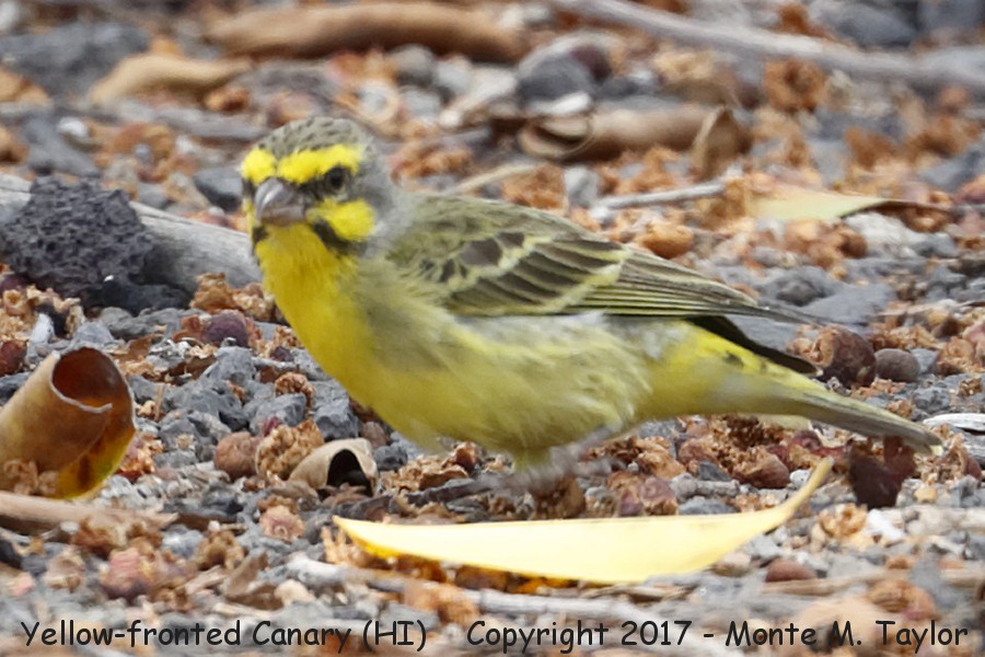 Yellow-fronted Canary -spring- (Big Island, Hawaii)