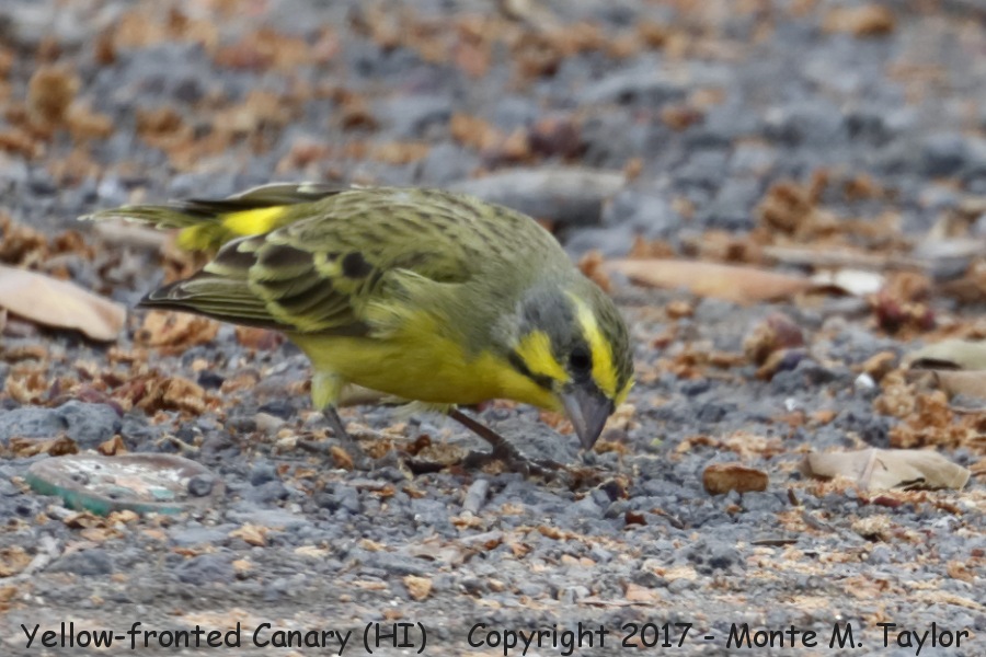 Yellow-fronted Canary -spring- (Big Island, Hawaii)