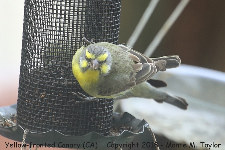 Yellow-fronted Canary -spring- (California)