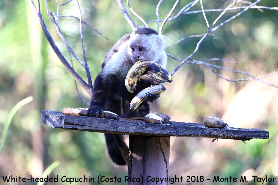 White-headed Capuchin -winter- (Costa Rica)