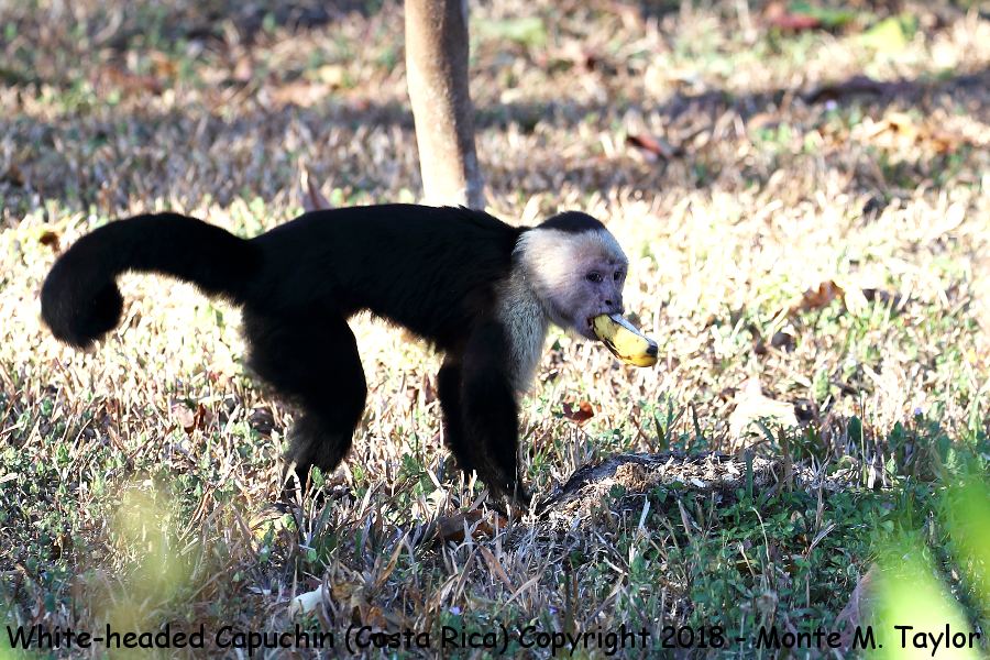 White-headed Capuchin -winter- (Costa Rica)