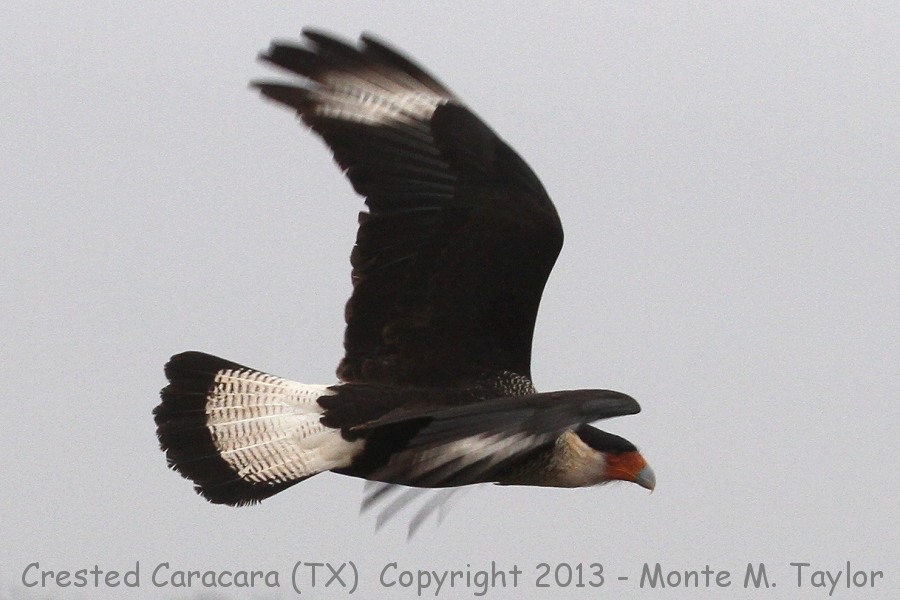 Crested Caracara -winter- (Texas)