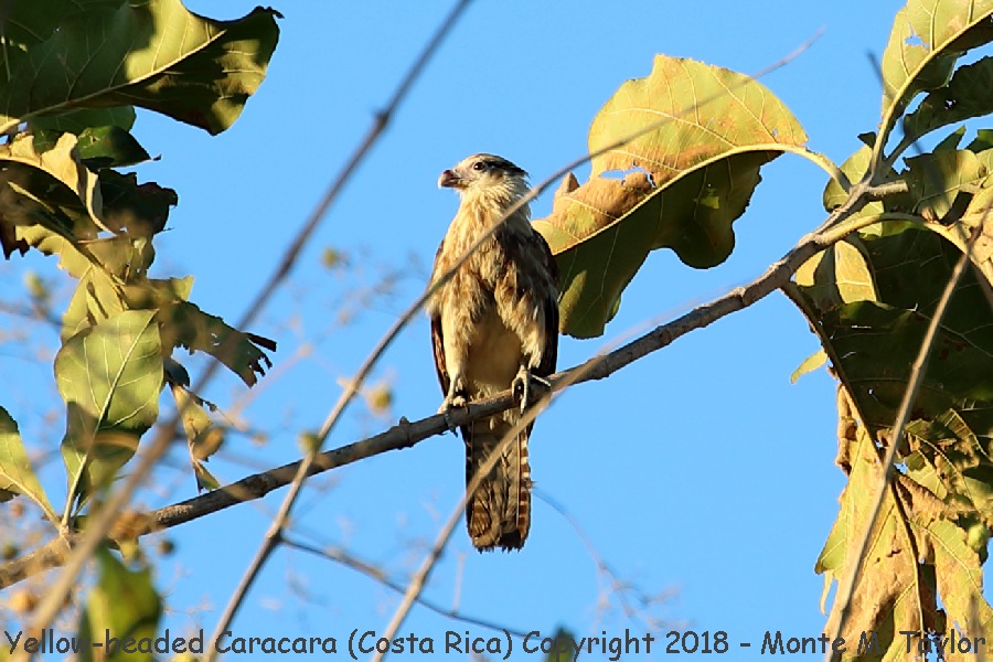 Yellow-headed Caracara -winter juvenal- (Costa Rica)